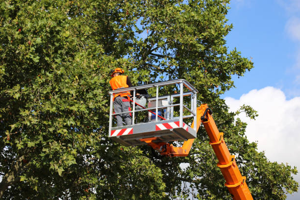 Tree and Shrub Care in Marion, SC