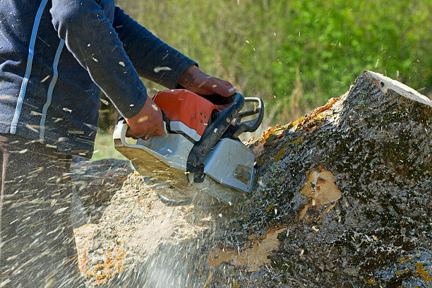 How Our Tree Care Process Works  in  Marion, SC